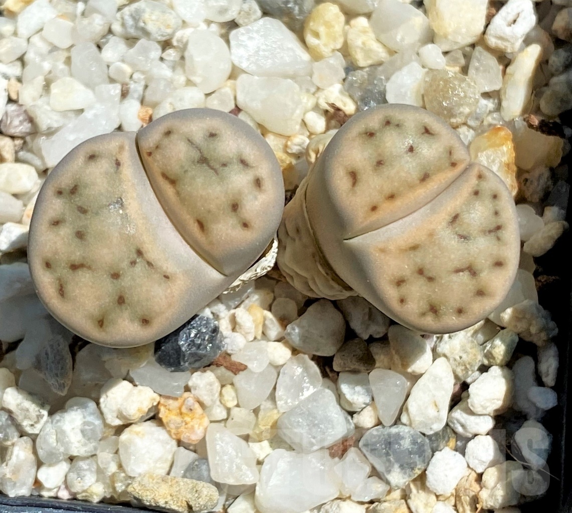 SHPR12093 Lithops karasmontana C 227 - Imagen 2