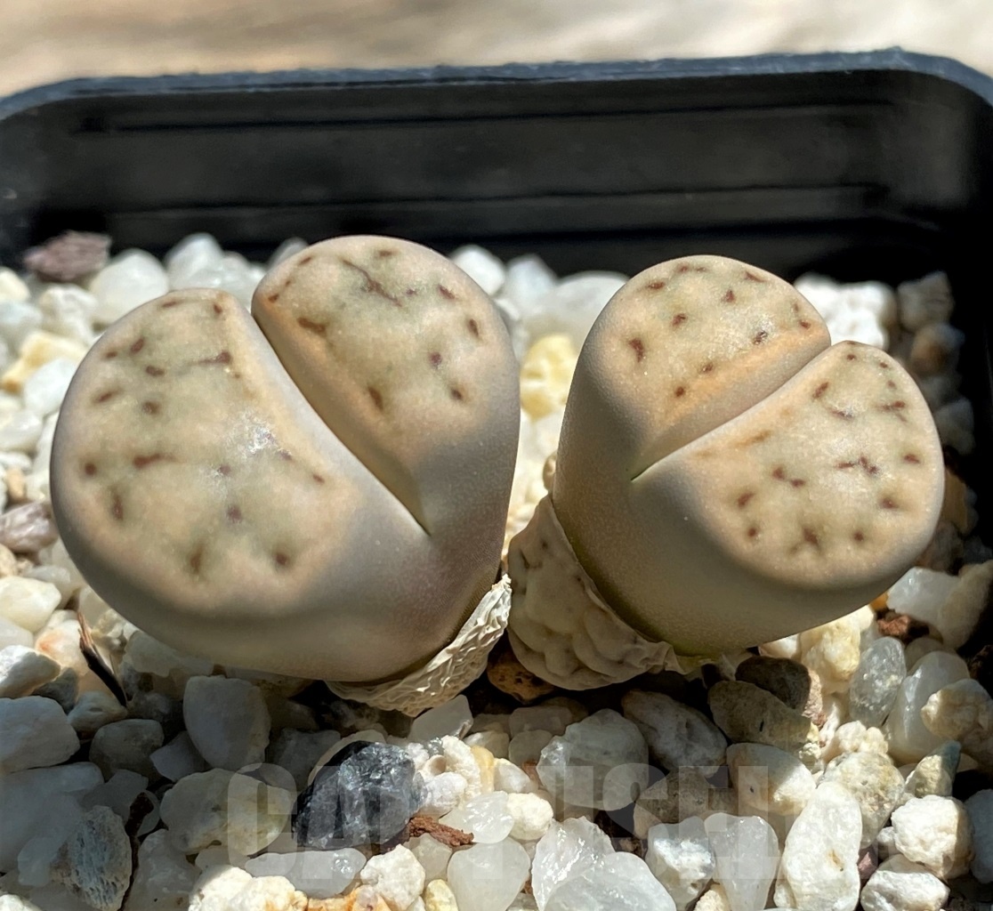 SHPR12093 Lithops karasmontana C 227 - Imagen 3
