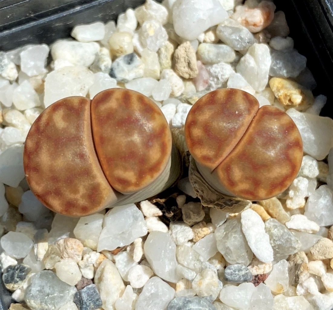 SHPR12094 Lithops bromfieldii C 40