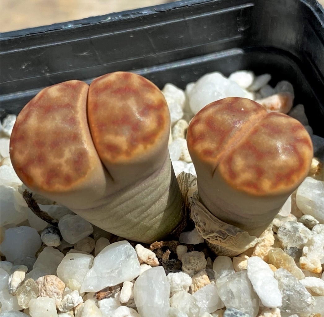 SHPR12094 Lithops bromfieldii C 40 - Image 2