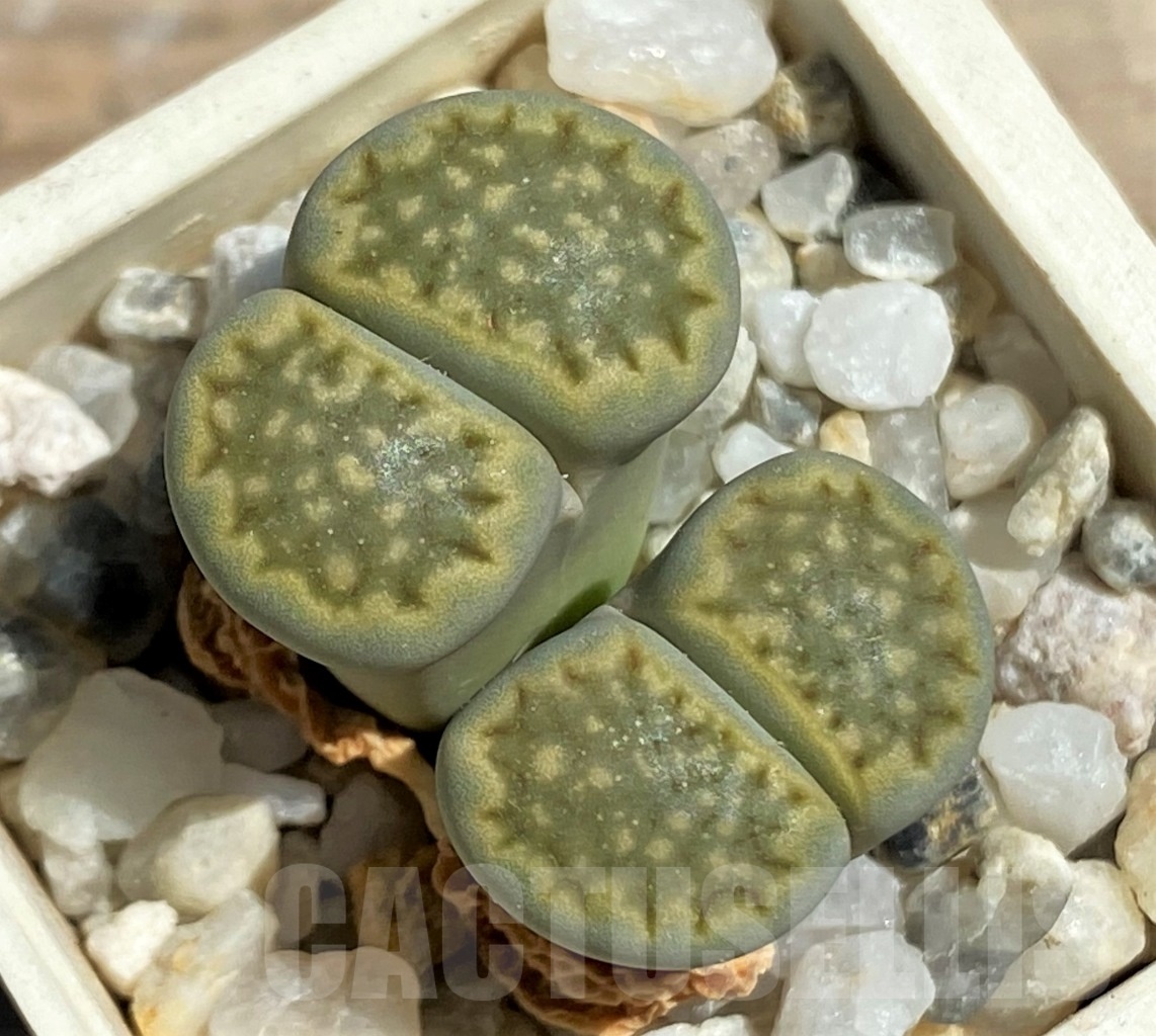 SHPR12097 Lithops hallii 'Green Soapstone'