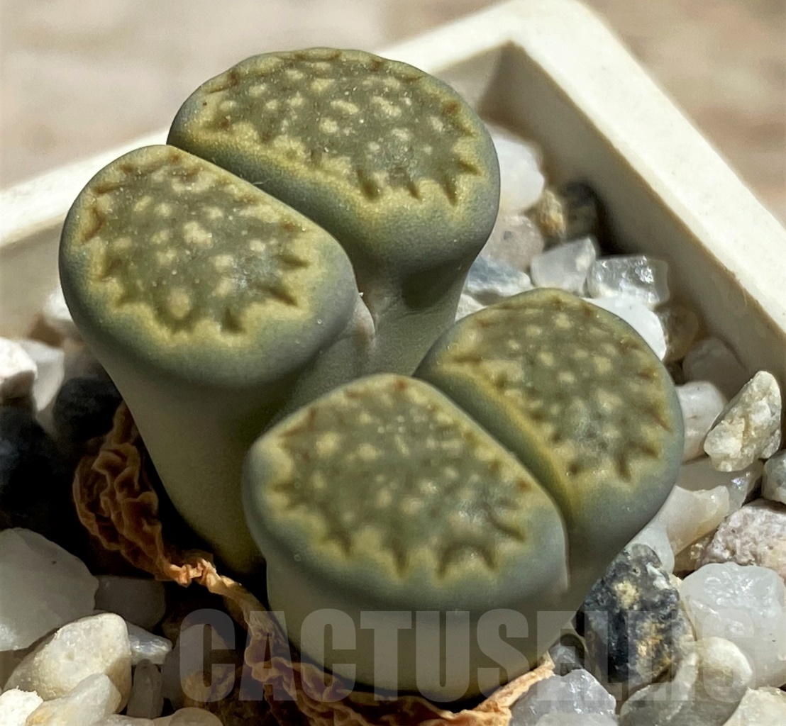 SHPR12097 Lithops hallii 'Green Soapstone' - Obrázek 2