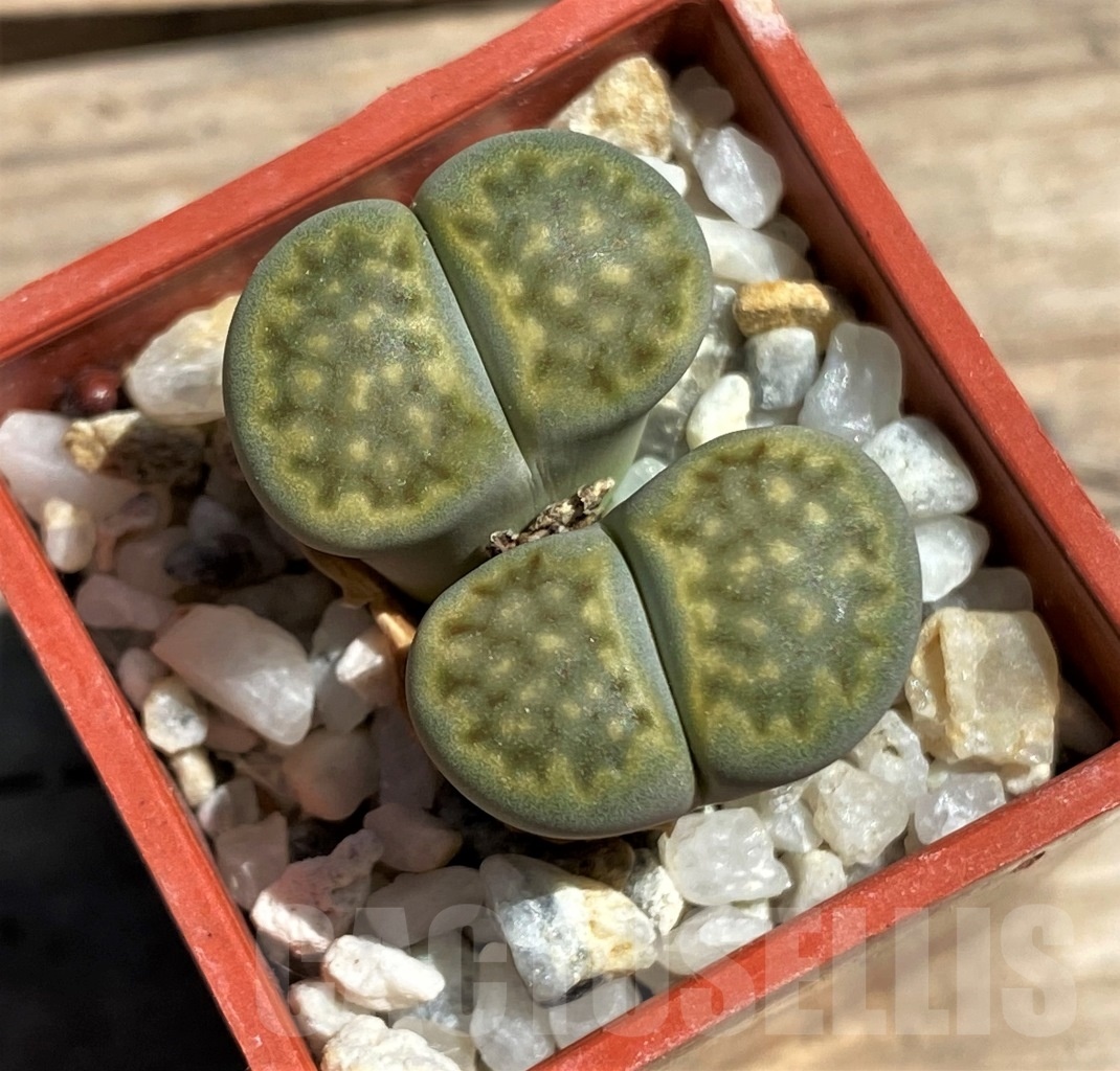 SHPR12098 Lithops hallii 'Green Soapstone'