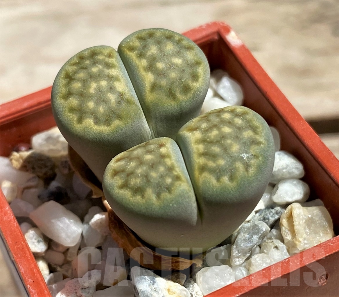 SHPR12098 Lithops hallii 'Green Soapstone' - Obrázek 2