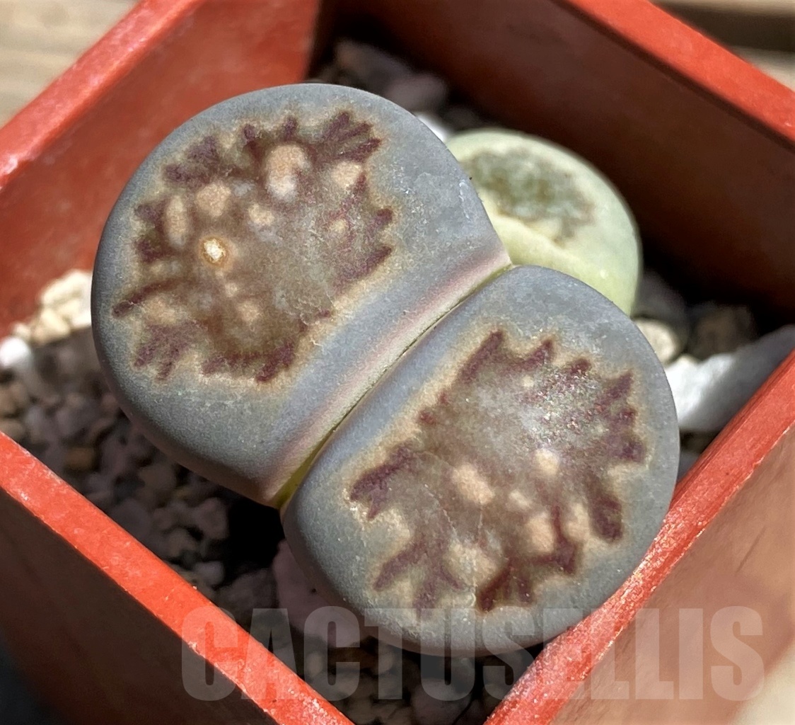 SHPR12099 Lithops julii 'Kikushogiyoku'
