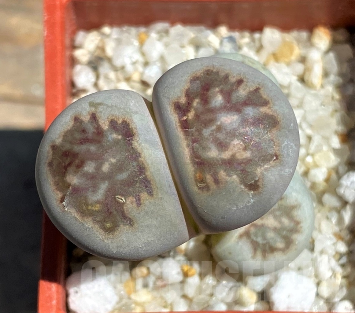 SHPR12100 Lithops julii 'Kikushogiyoku'