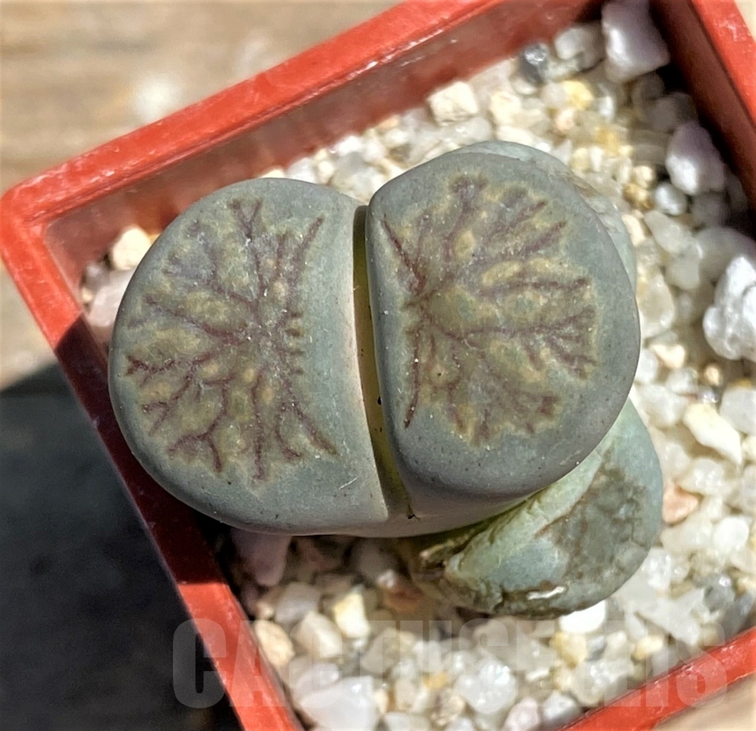 SHPR12102 Lithops julii 'Kikushogiyoku'