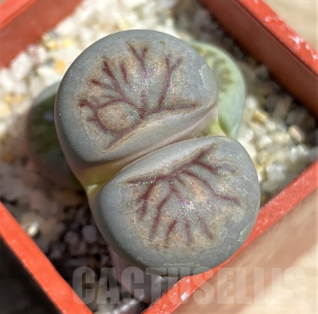 SHPR12106 Lithops julii 'Kikushogiyoku'