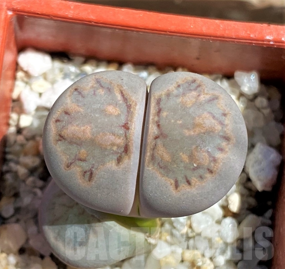 SHPR12107 Lithops julii 'Kikushogiyoku'