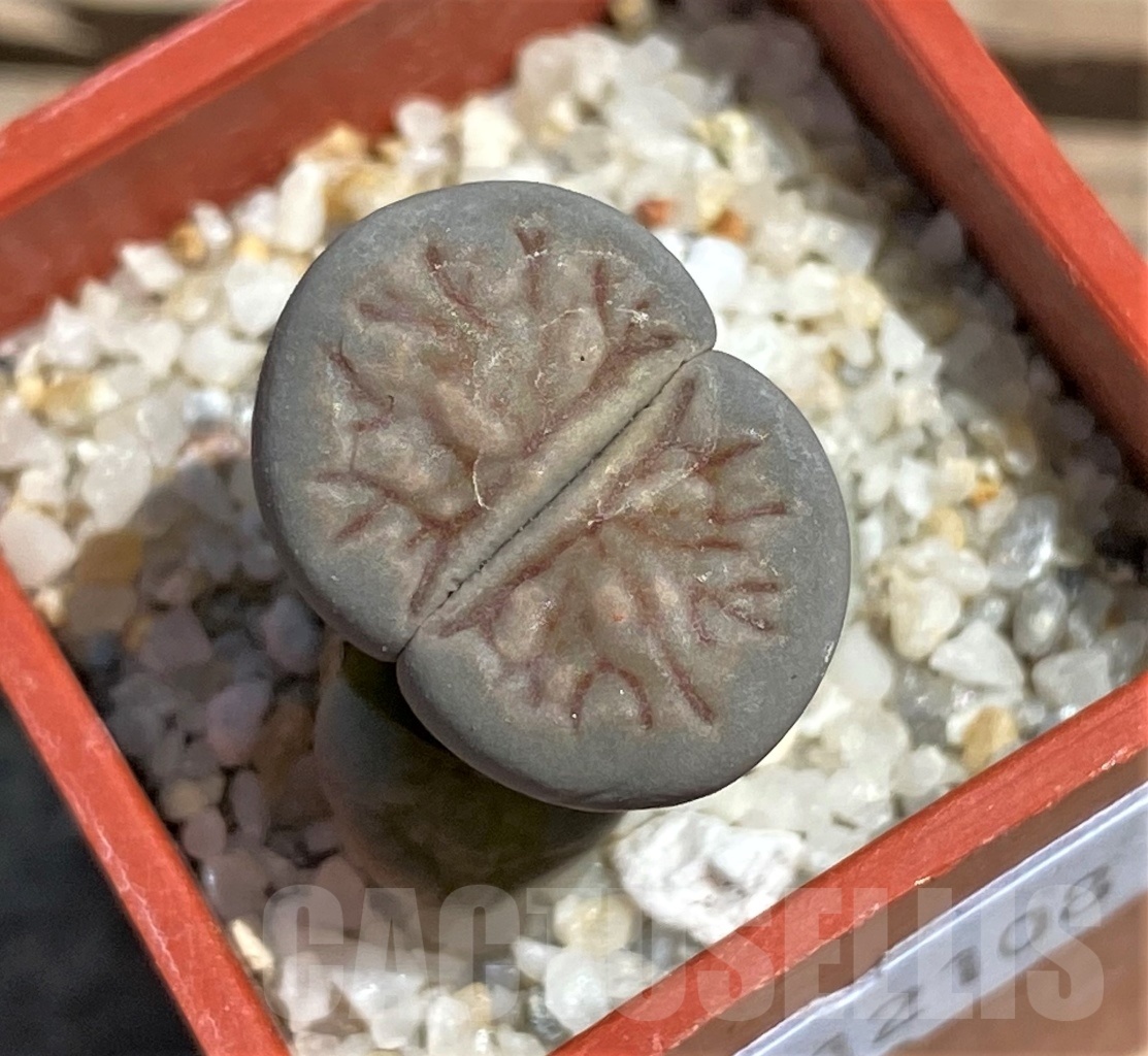 SHPR12108 Lithops julii 'Kikushogiyoku'
