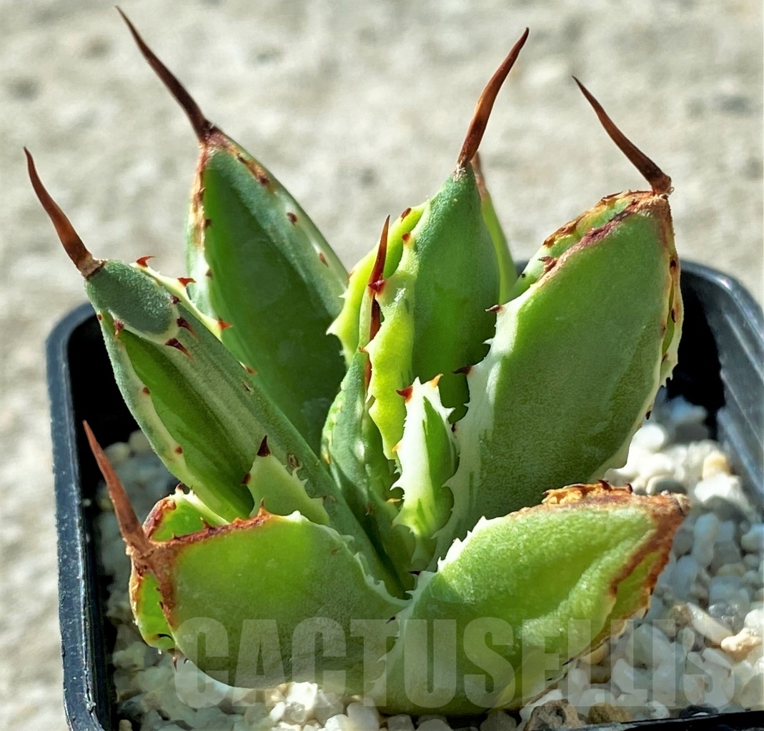 SHPR12117 Agave 'Cubic' f. variegata – Bild 2