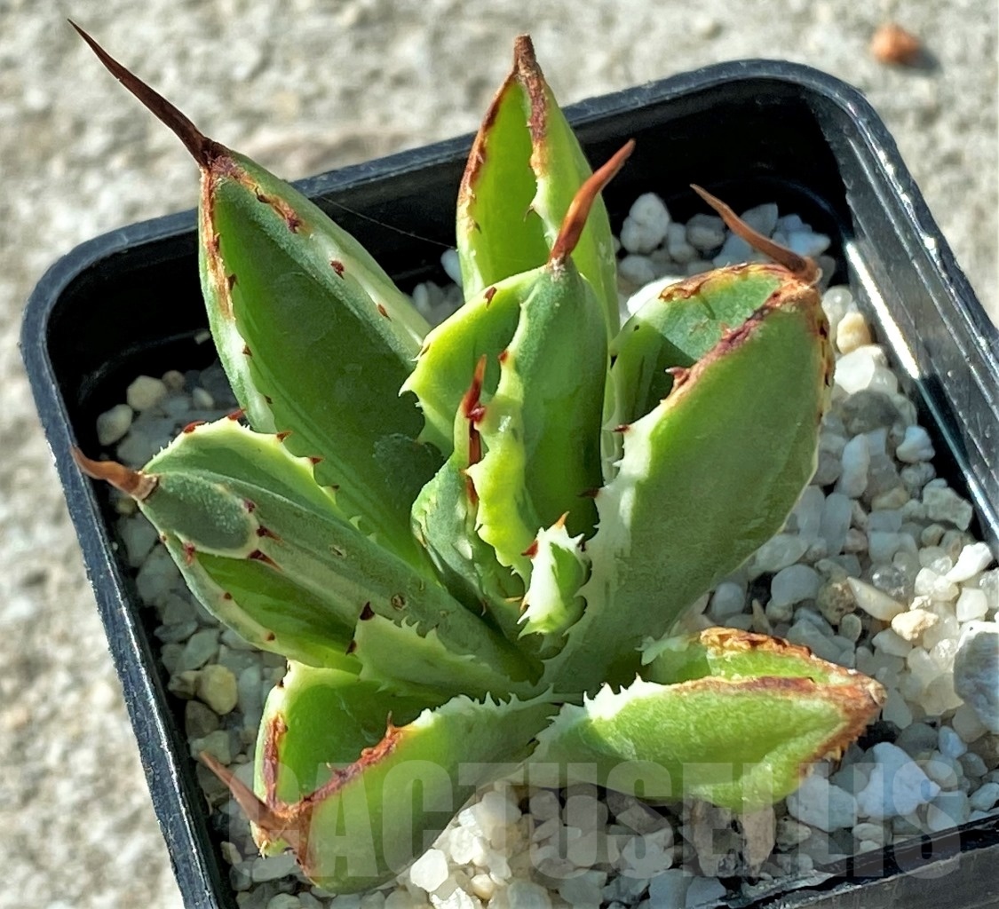 SHPR12117 Agave 'Cubic' f. variegata – Bild 3