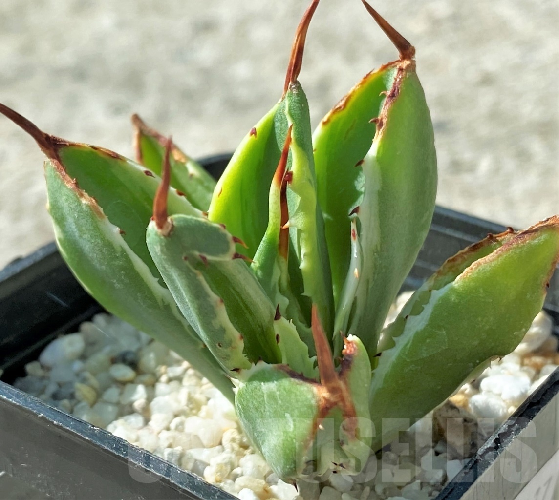 SHPR12117 Agave 'Cubic' f. variegata – Bild 4