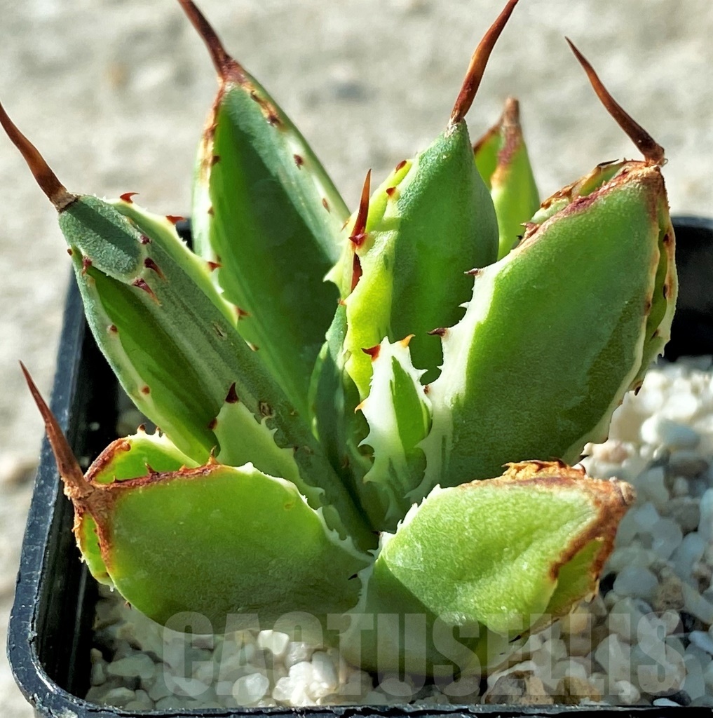 SHPR12117 Agave 'Cubic' f. variegata