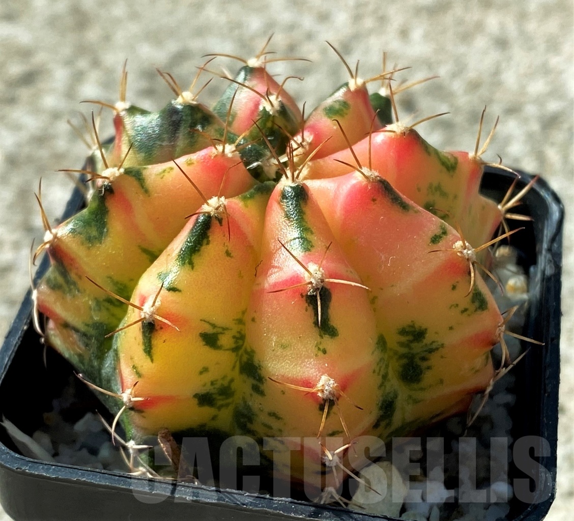 SHPR12118 Gymnocalycium mihanovichii f. variegata