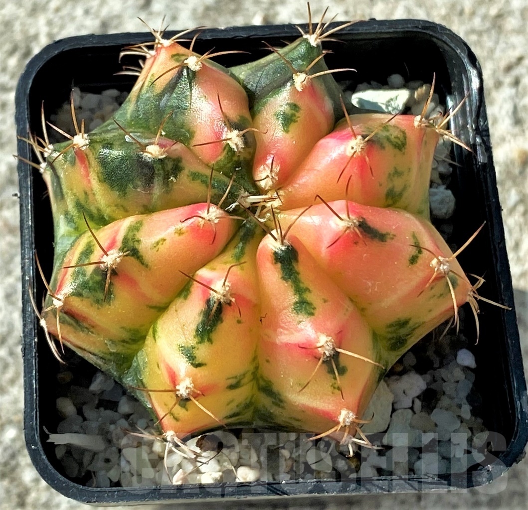 SHPR12118 Gymnocalycium mihanovichii f. variegata – Bild 2