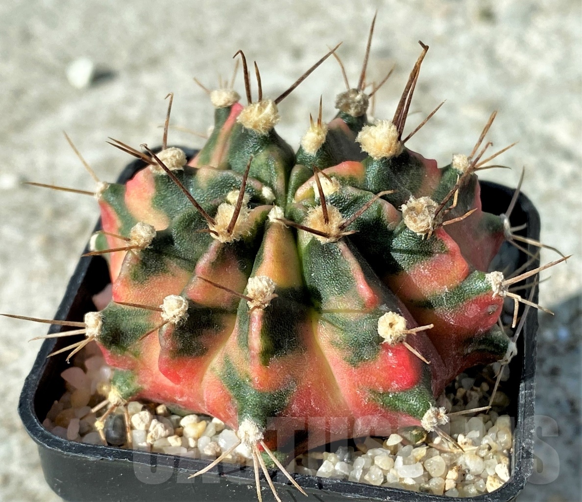 SHPR12119 Gymnocalycium mihanovichii 'Sunset'