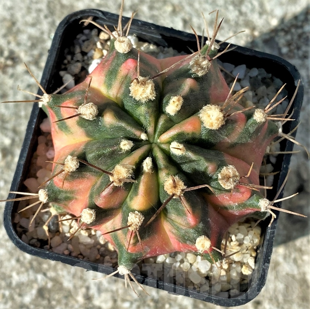 SHPR12119 Gymnocalycium mihanovichii 'Sunset' – Bild 2