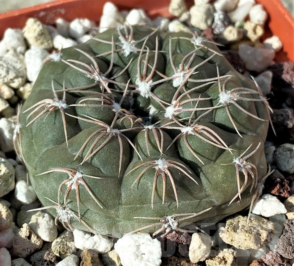 SHPR12120 Gymnocalycium nataliae