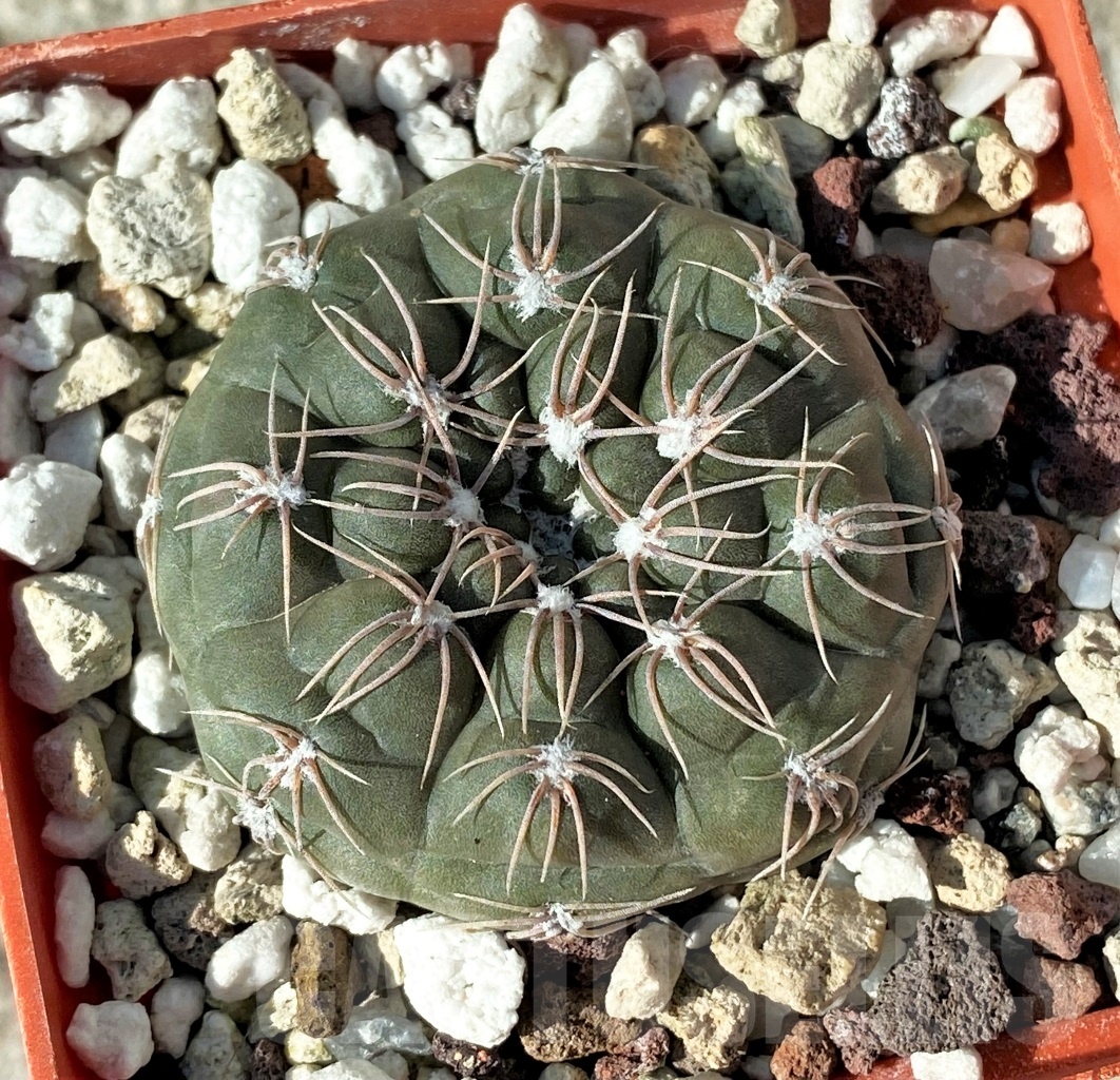 SHPR12120 Gymnocalycium nataliae – Bild 2