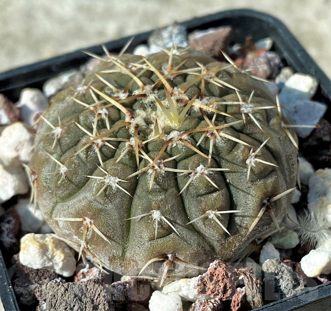 SHPR12121 Gymnocalycium platygonum B 1161