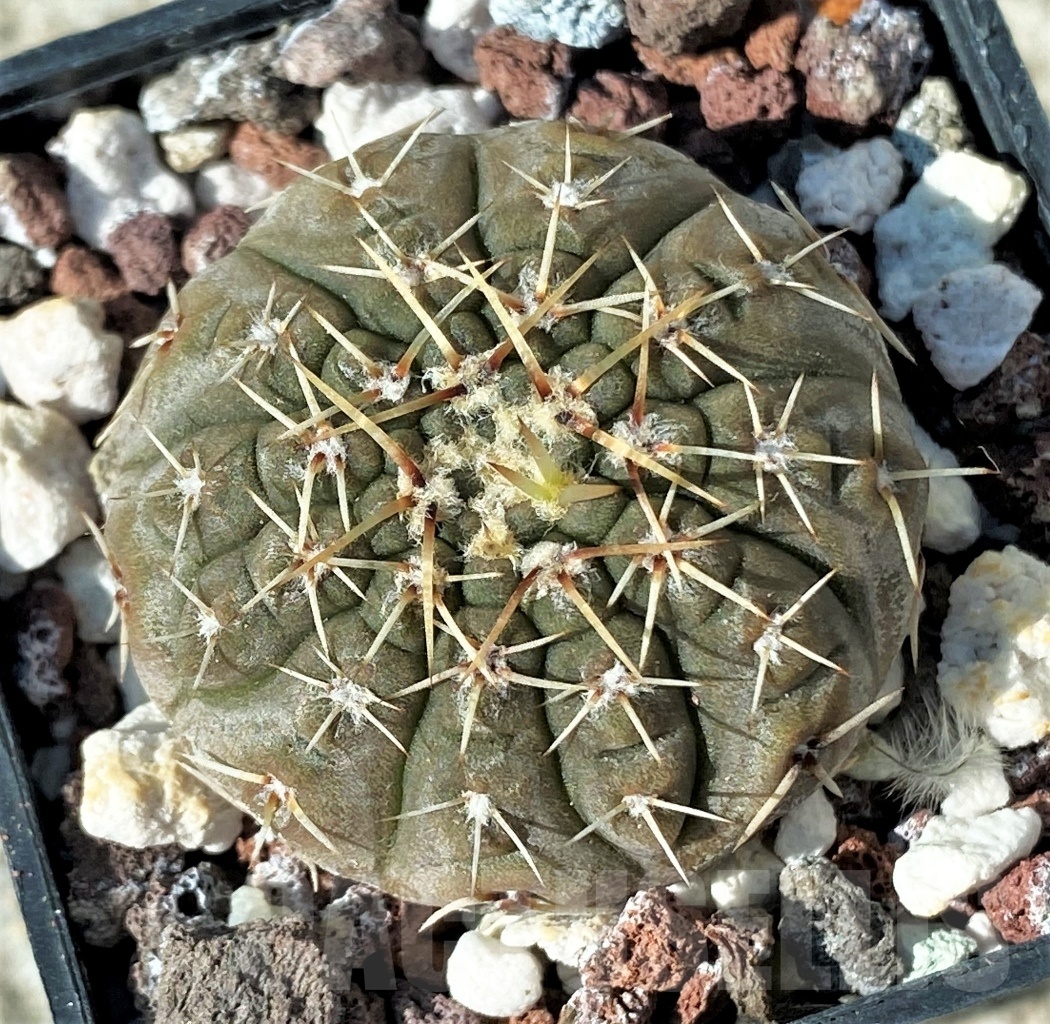 SHPR12121 Gymnocalycium platygonum B 1161 – Bild 2