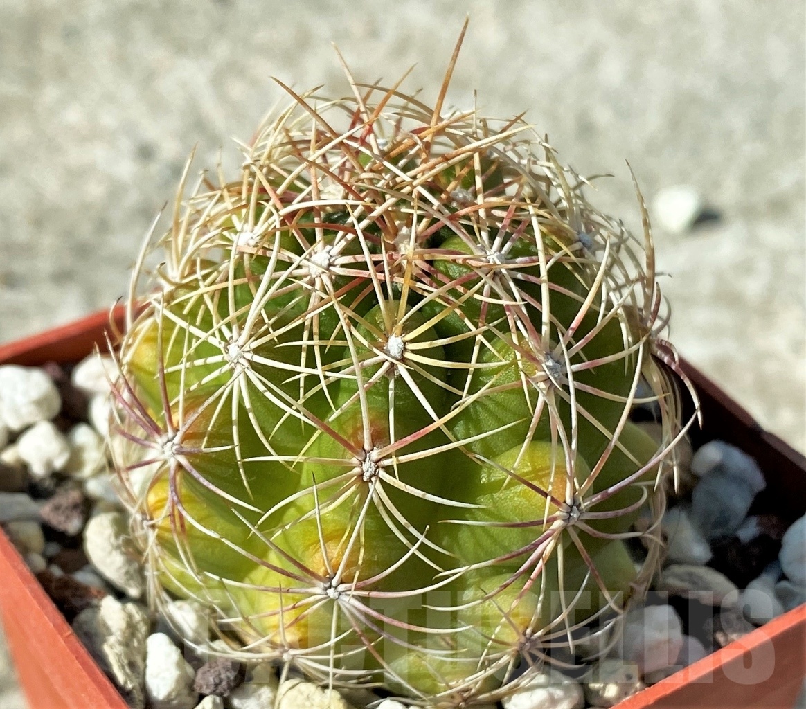 SHPR12122 Thelocactus bicolor