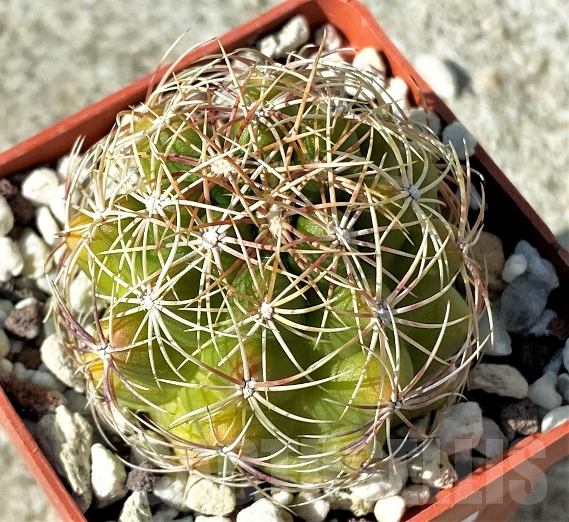 SHPR12122 Thelocactus bicolor – Bild 2