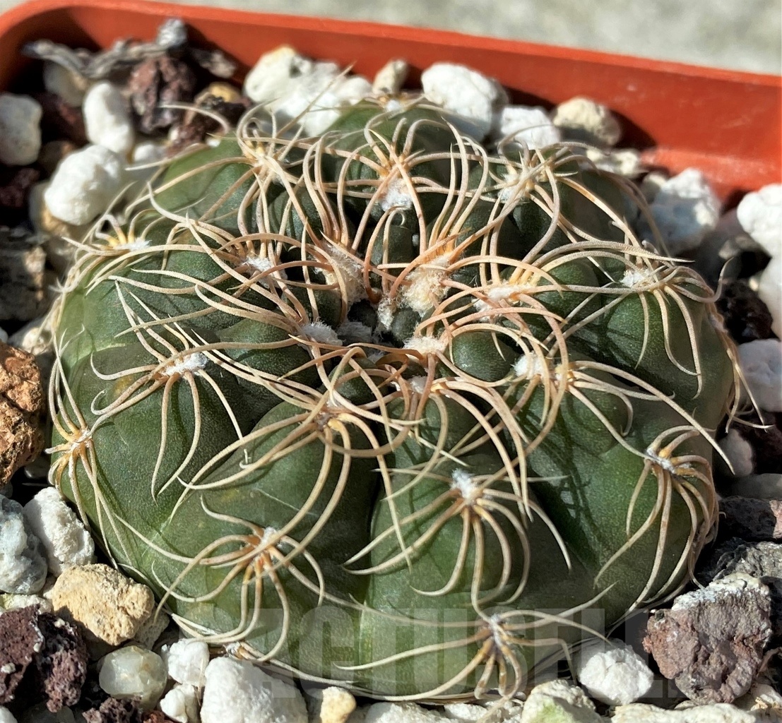 SHPR12123 Gymnocalycium parvulum ssp. agnesiae VoS 13-1314 -Cordoba, E of Los Ruices- – Bild 2
