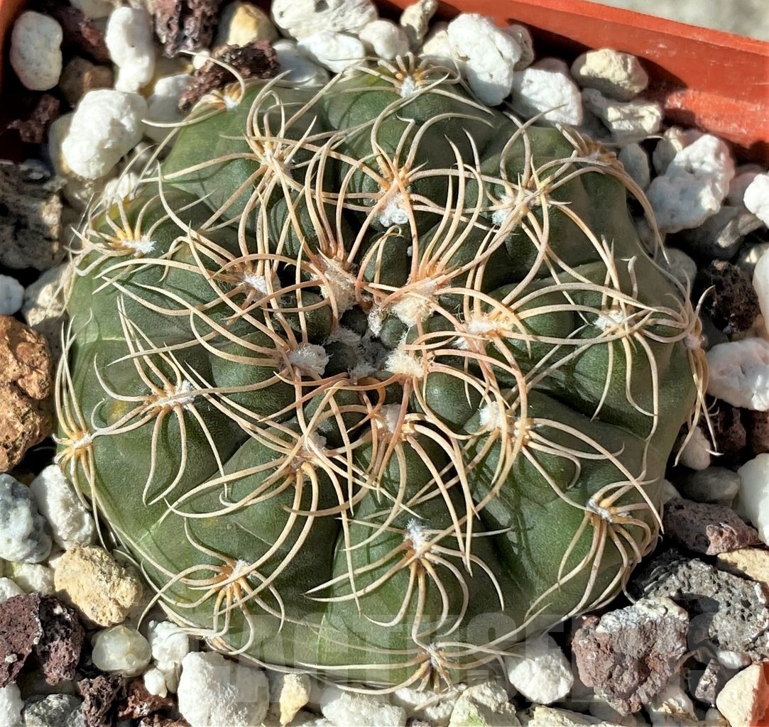 SHPR12123 Gymnocalycium parvulum ssp. agnesiae VoS 13-1314 -Cordoba, E of Los Ruices-