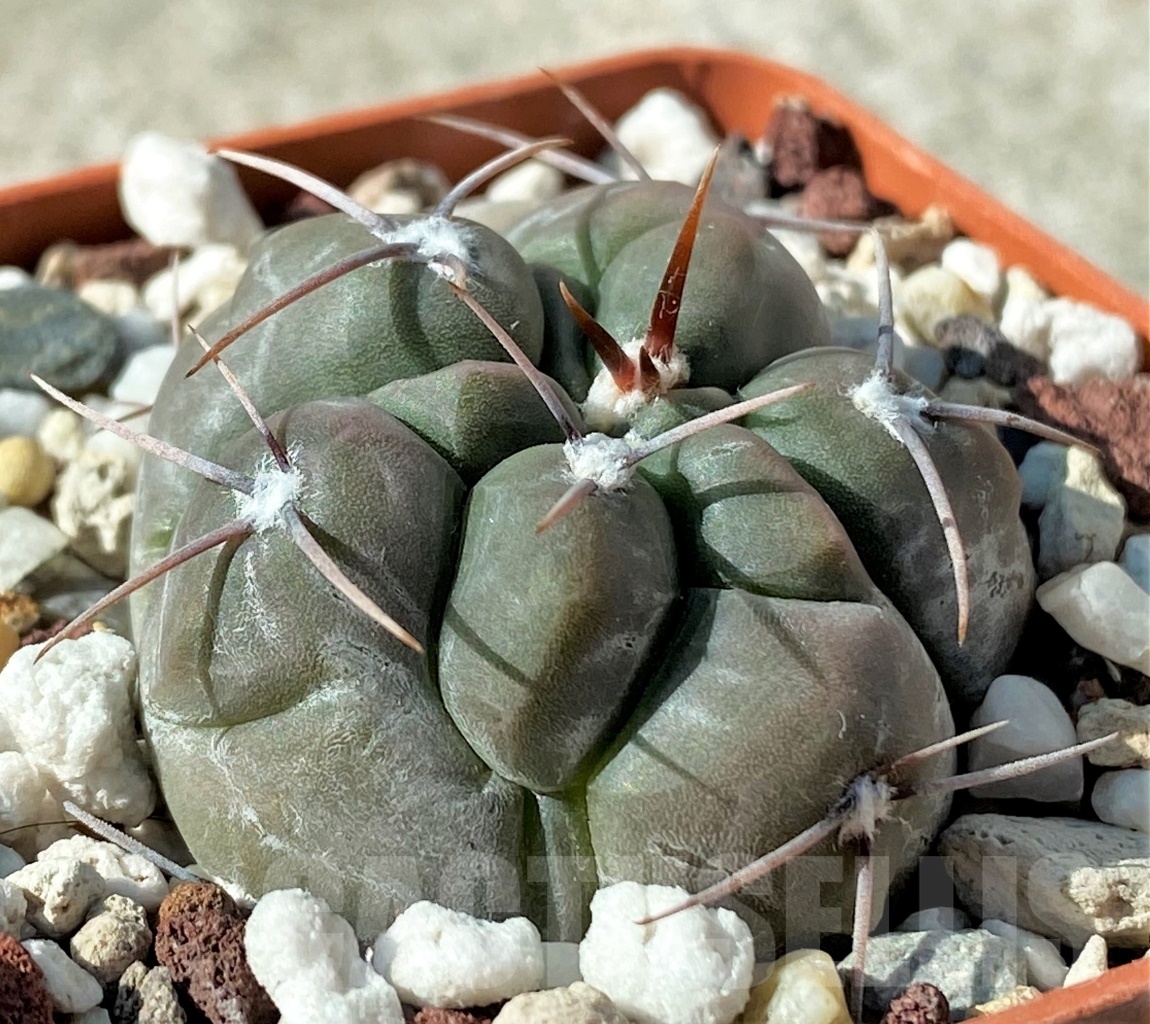 SHPR12126 Gymnocalycium fischeri VoS 203 -Notes, Argentina, Prov. San Luis- - immagine 2