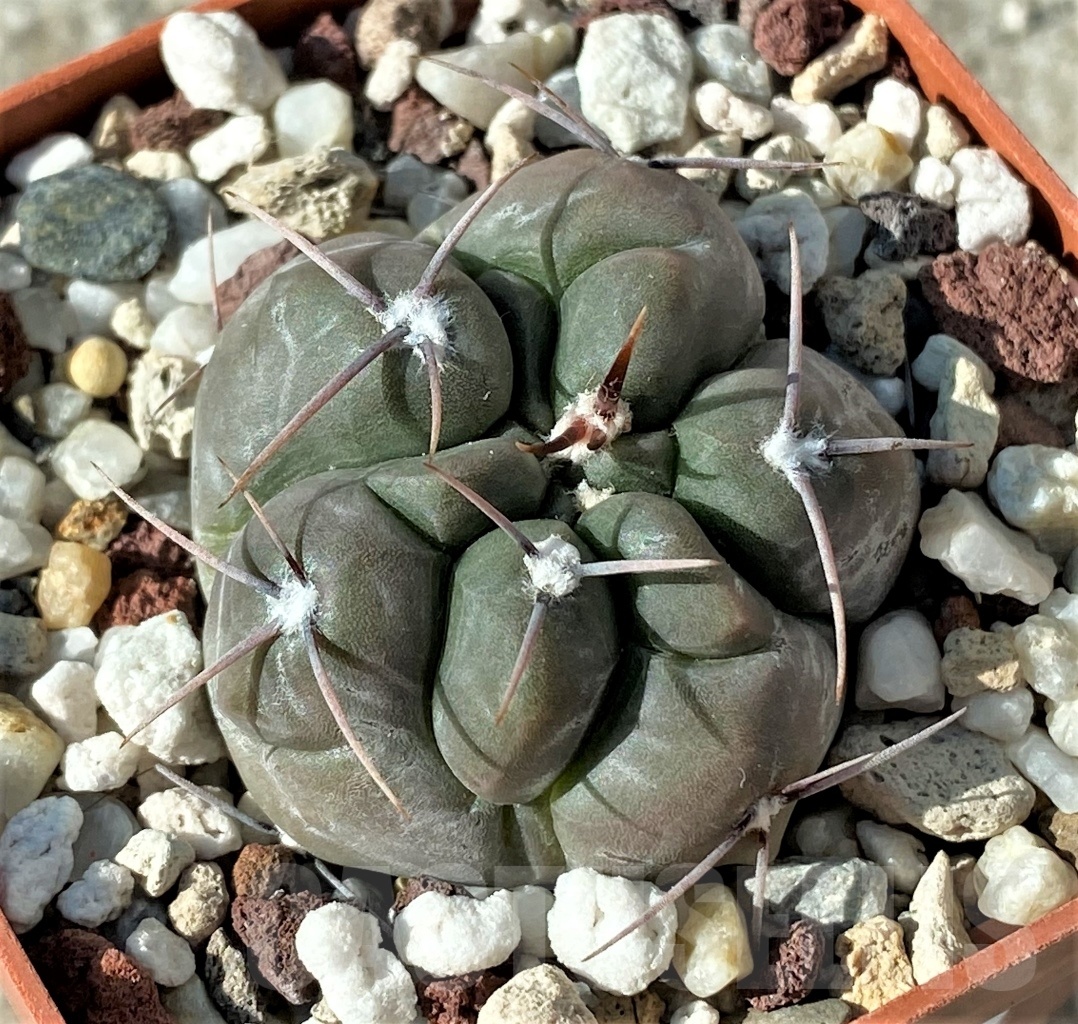 SHPR12126 Gymnocalycium fischeri VoS 203 -Notes, Argentina, Prov. San Luis- - immagine 3