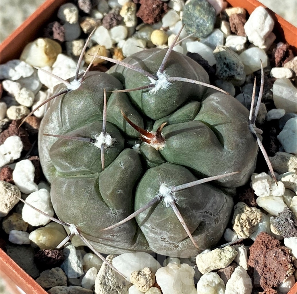 SHPR12126 Gymnocalycium fischeri VoS 203 -Notes, Argentina, Prov. San Luis-