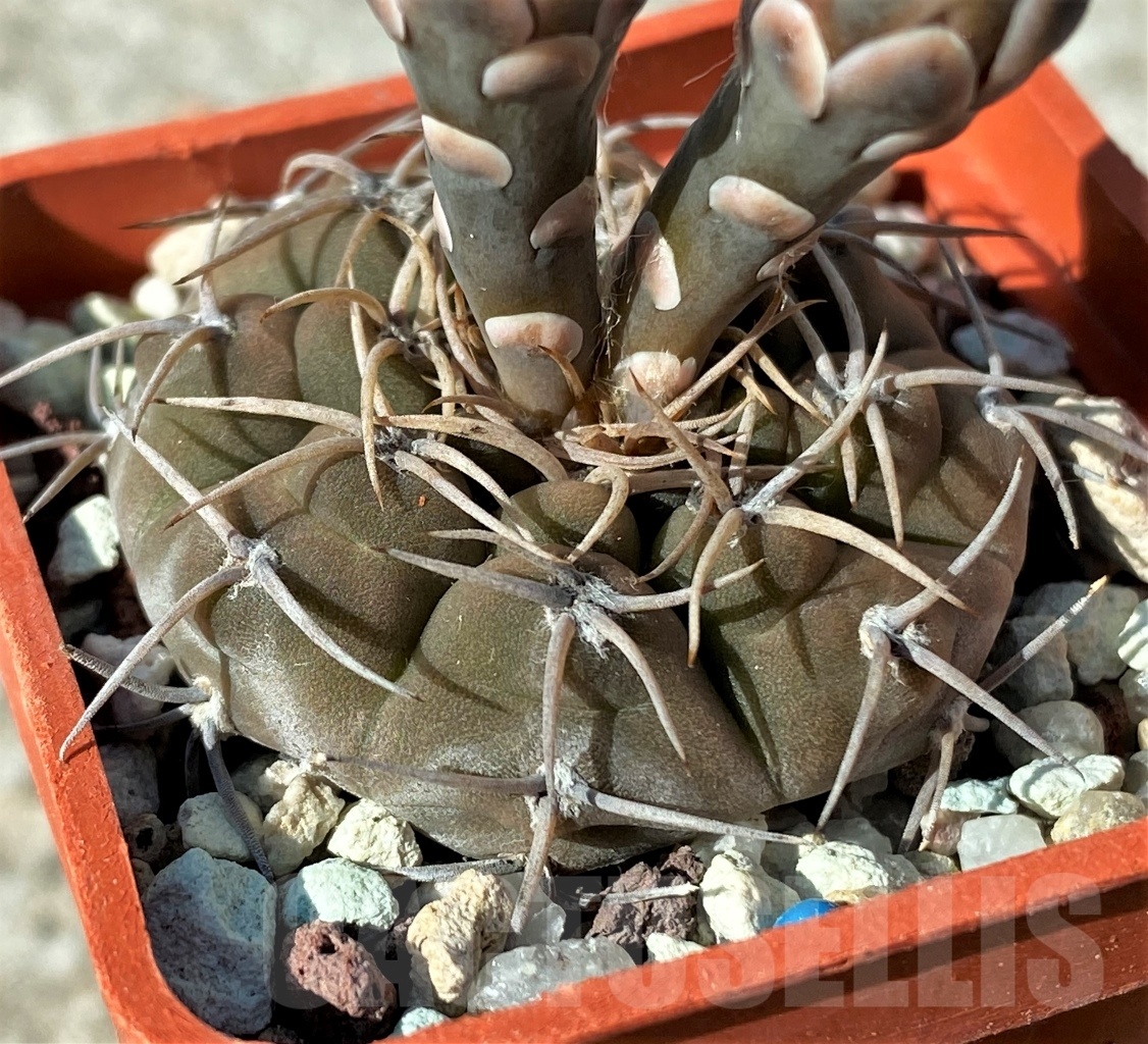 SHPR12127 Gymnocalycium bodenbenderianum GC 951,02 -Argentina-