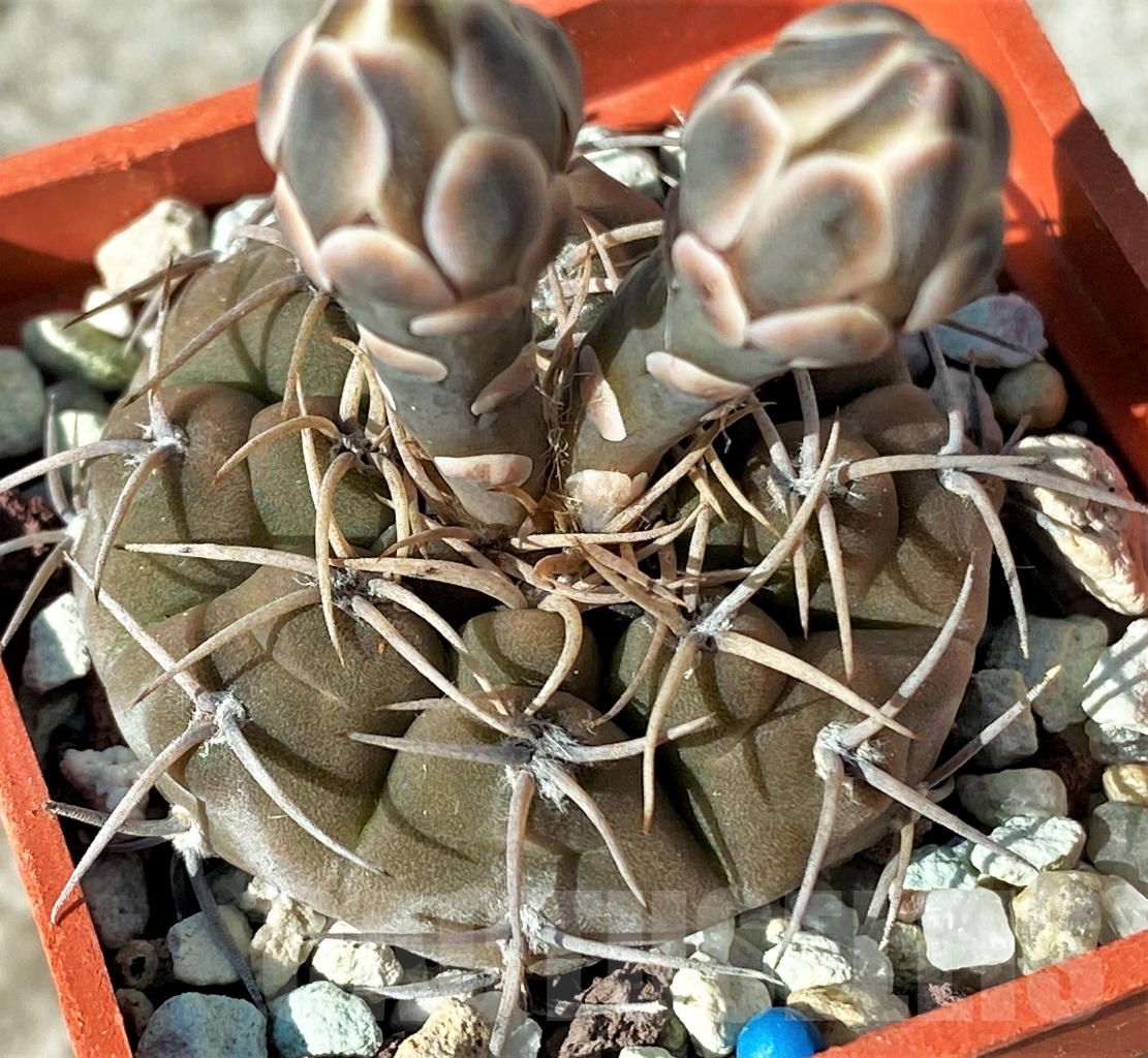 SHPR12127 Gymnocalycium bodenbenderianum GC 951,02 -Argentina- - immagine 2