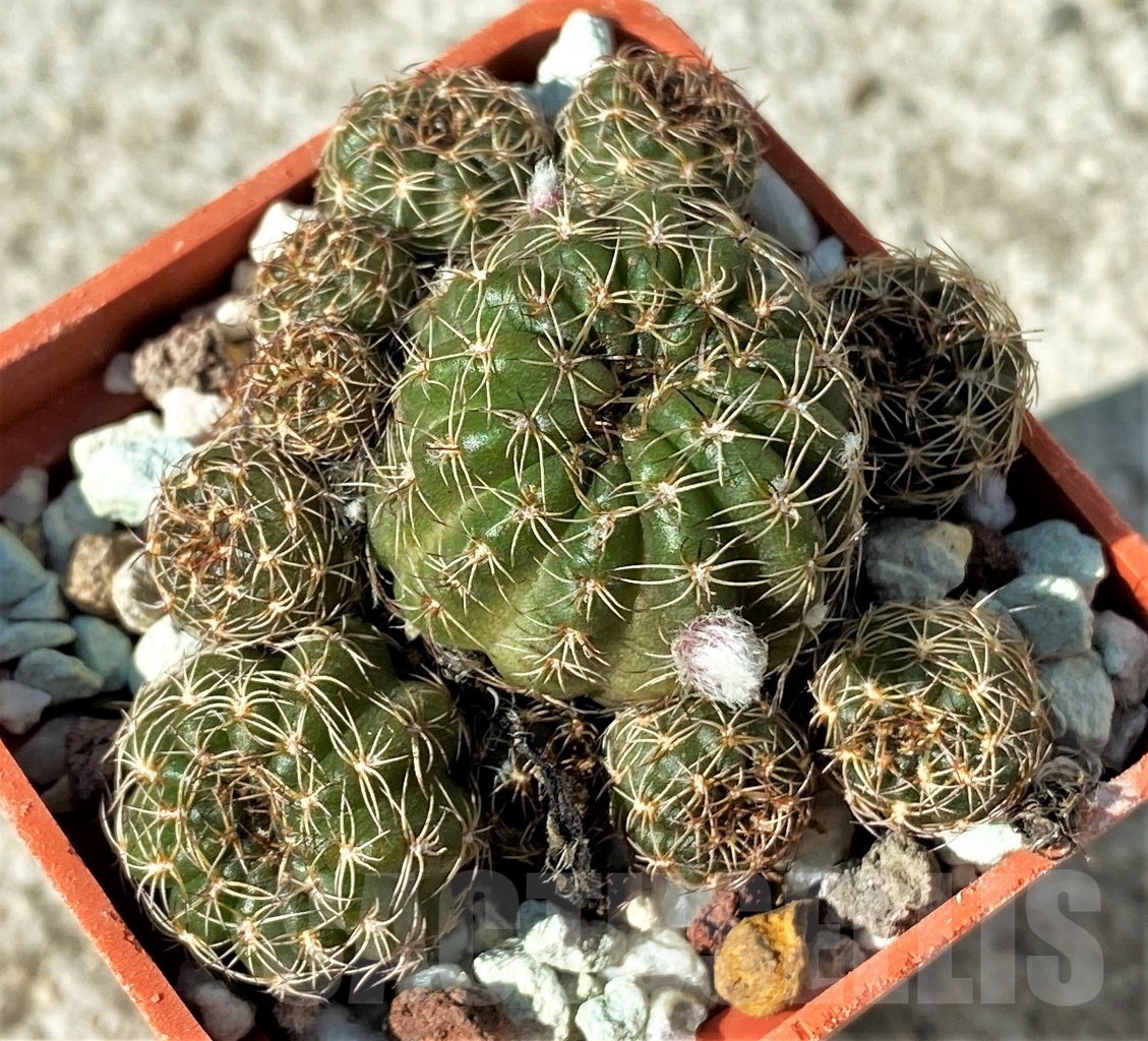 SHPR12128 Lobivia arachnacantha - immagine 2