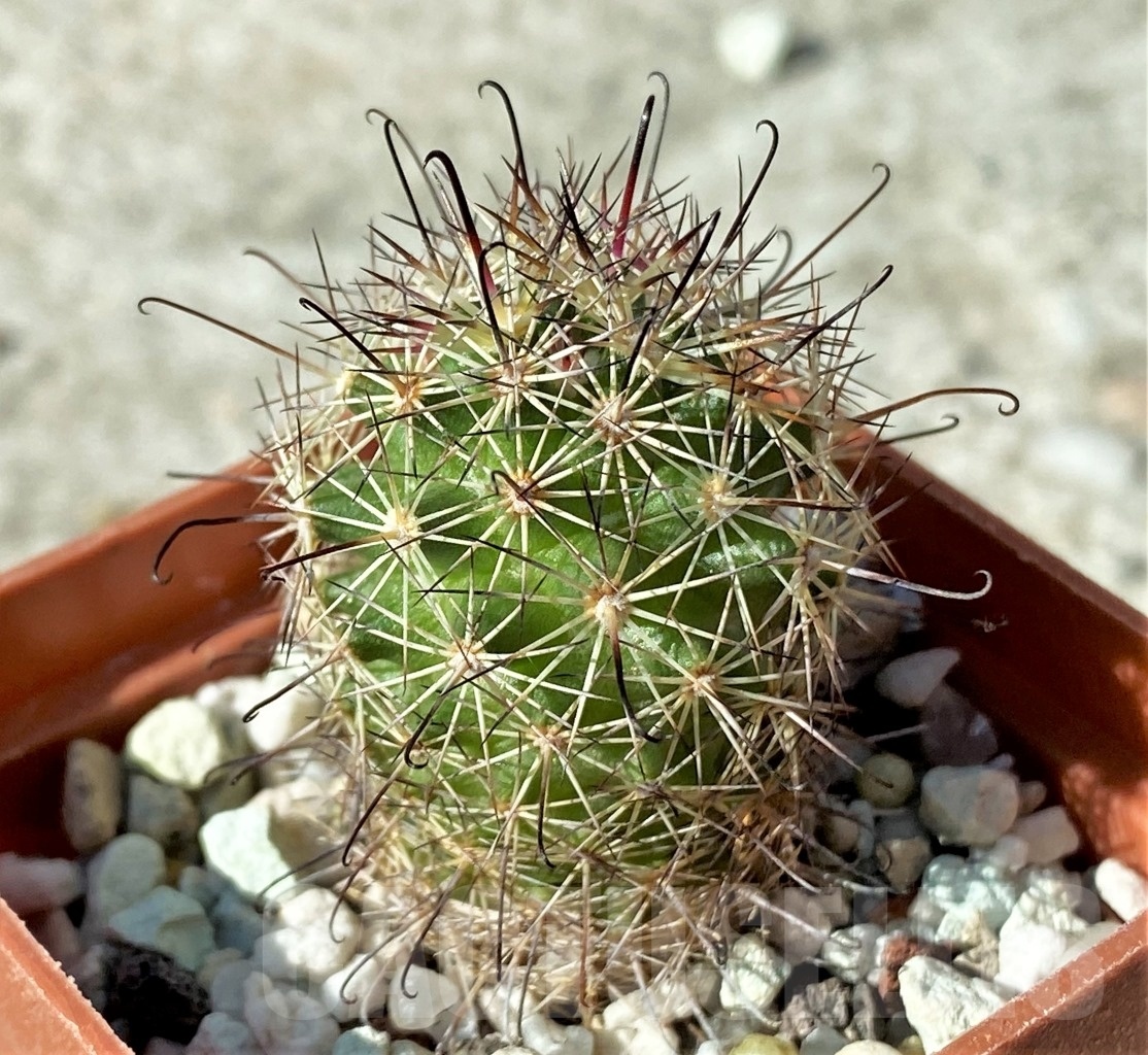 SHPR12129 Mammillaria blossfeldiana - immagine 2