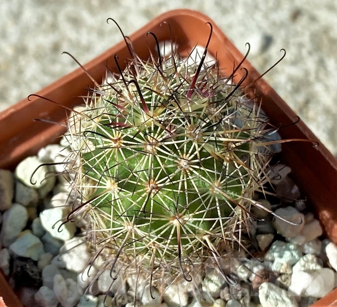 SHPR12129 Mammillaria blossfeldiana