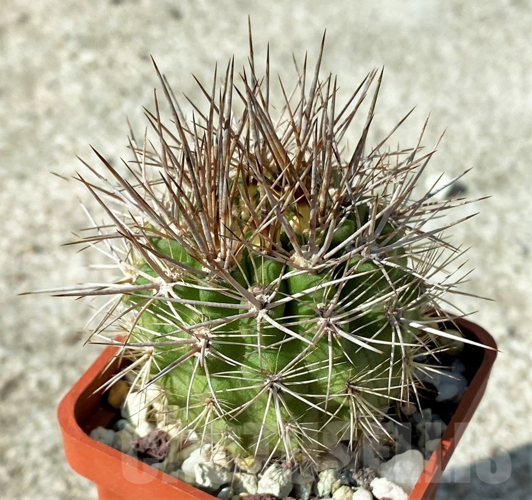 SHPR12130 Neoporteria sp.