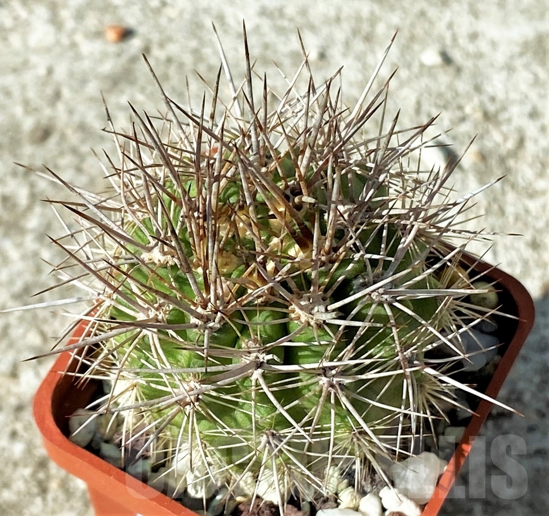 SHPR12130 Neoporteria sp. - immagine 2