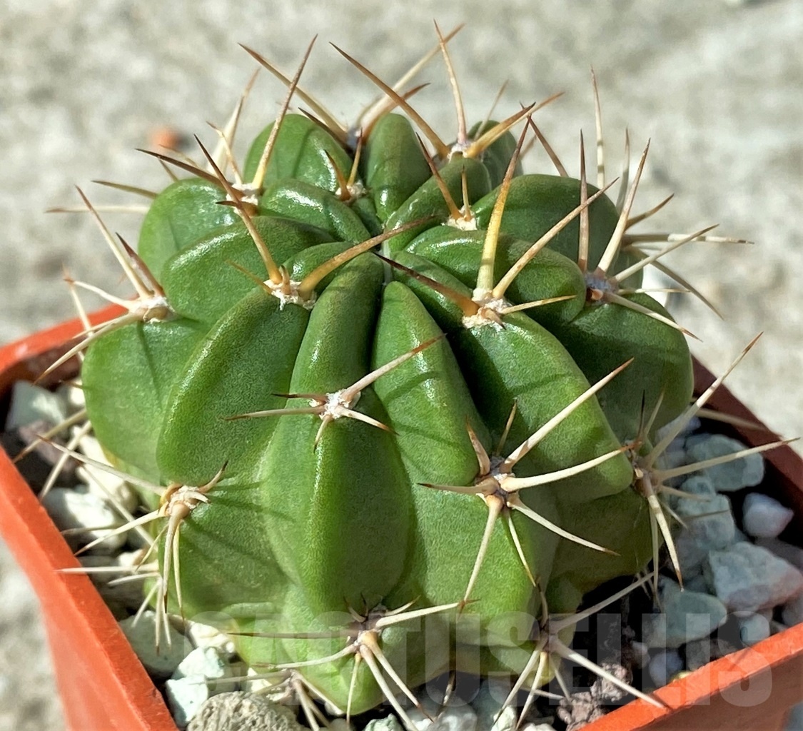 SHPR12131 Lobivia pentlandii KK 1159