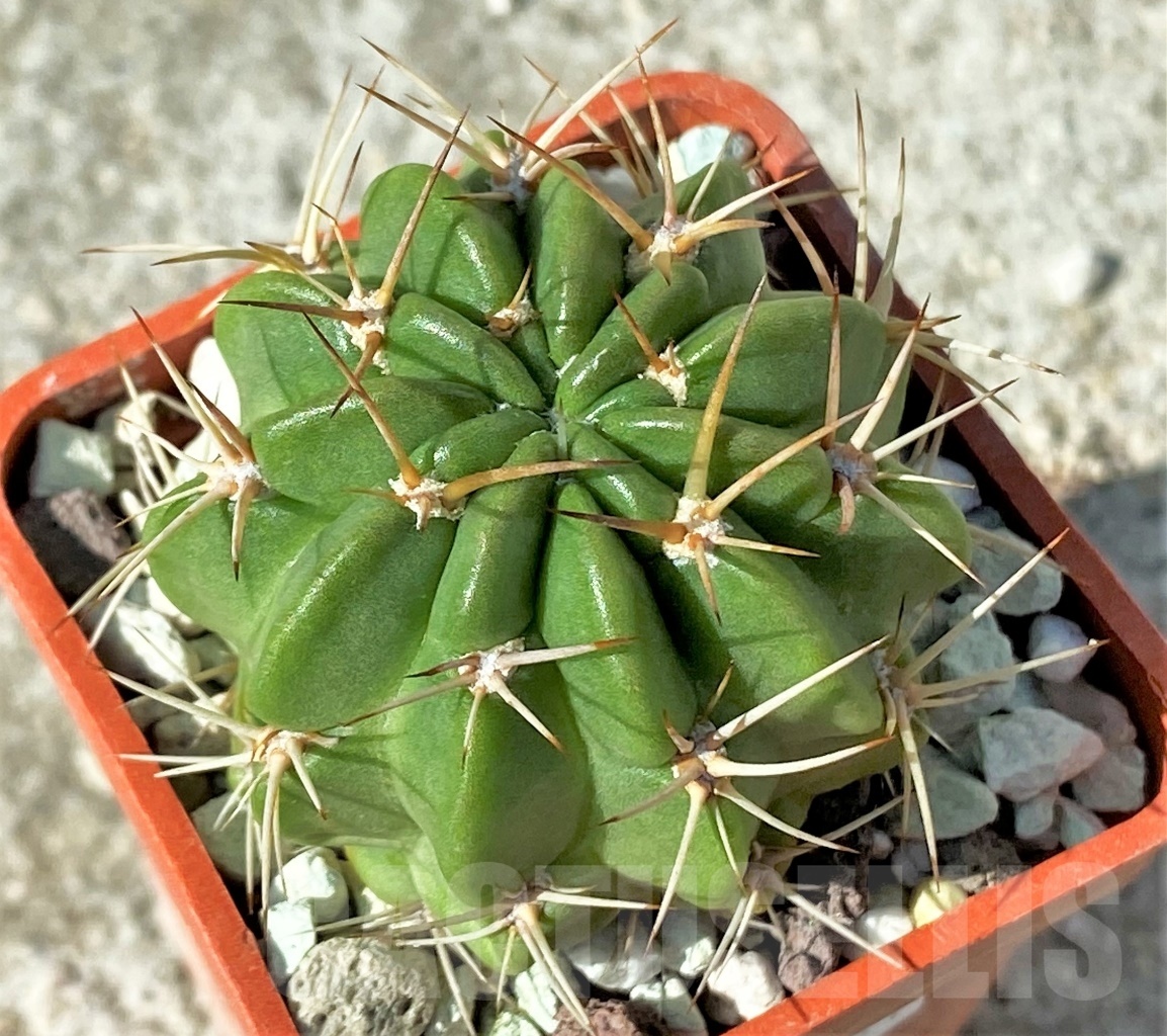 SHPR12131 Lobivia pentlandii KK 1159 – Bild 2