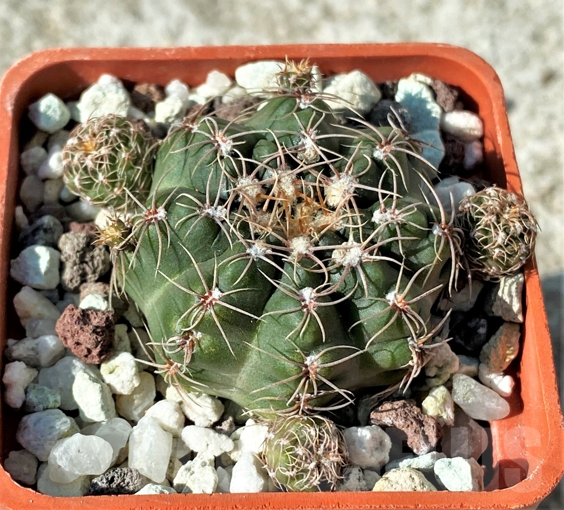 SHPR12132 Gymnocalycium bruchii ssp. matznetteri VG 722 -Refugio de Montana, Cordoba, 1724m-