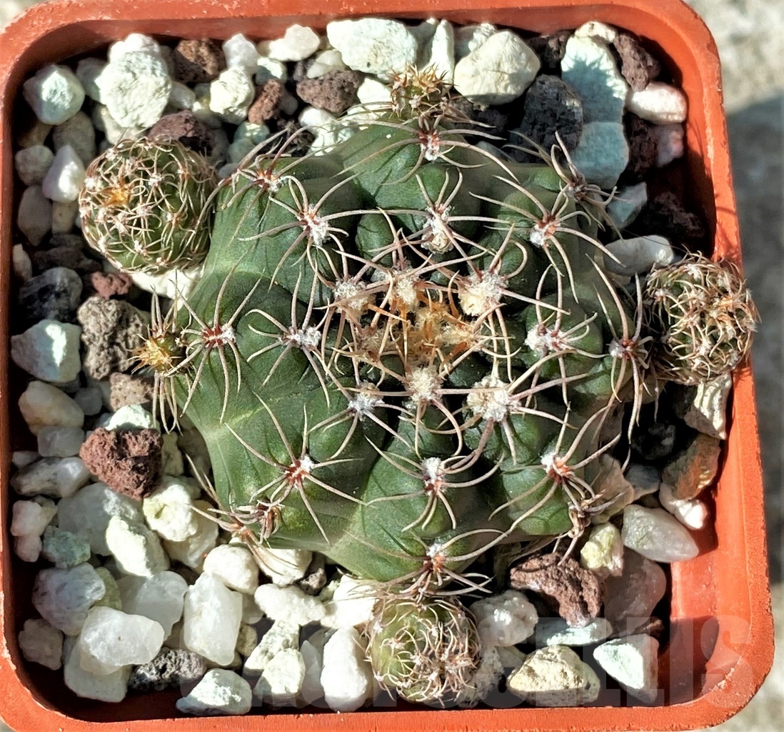 SHPR12132 Gymnocalycium bruchii ssp. matznetteri VG 722 -Refugio de Montana, Cordoba, 1724m- – Bild 2