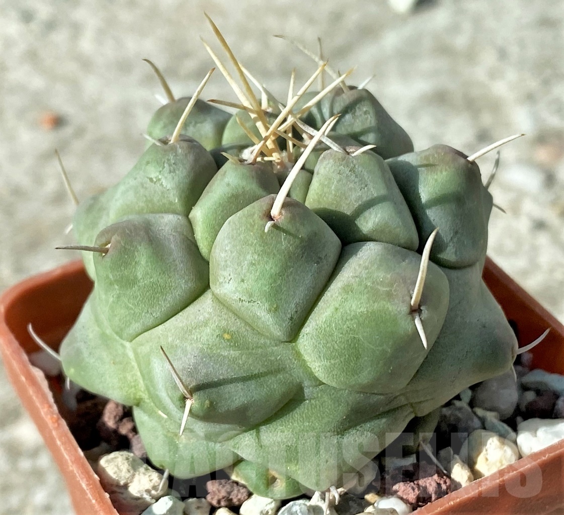 SHPR12134 Thelocactus multicephalus