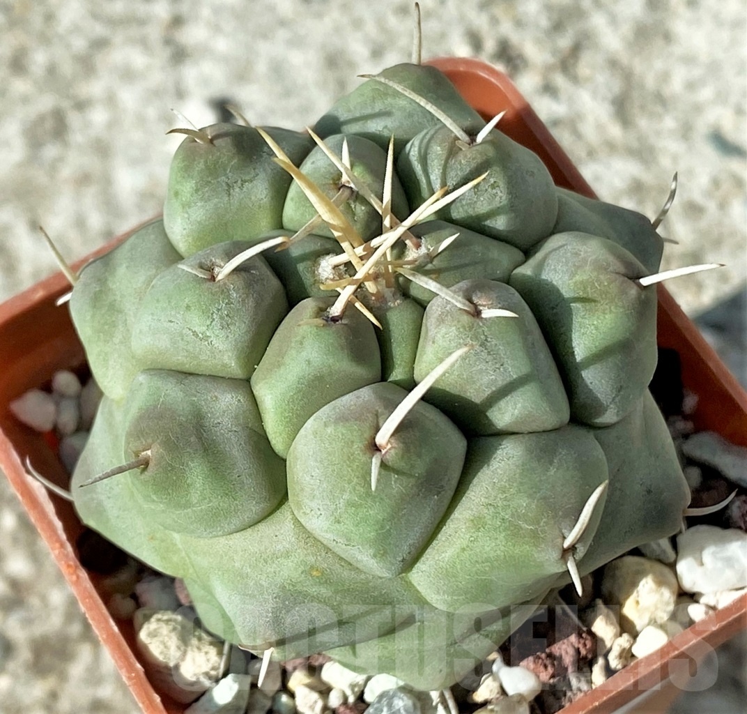 SHPR12134 Thelocactus multicephalus - immagine 2