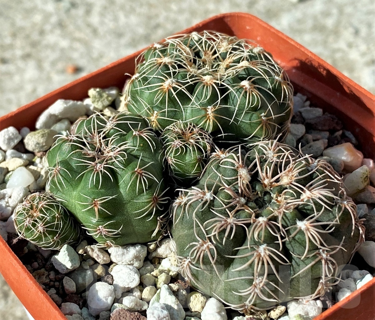 SHPR12135 Gymnocalycium bruchii ssp. matznetteri v. brigittae LF 93 -Argentina, Copina, Córdoba, 1500m-