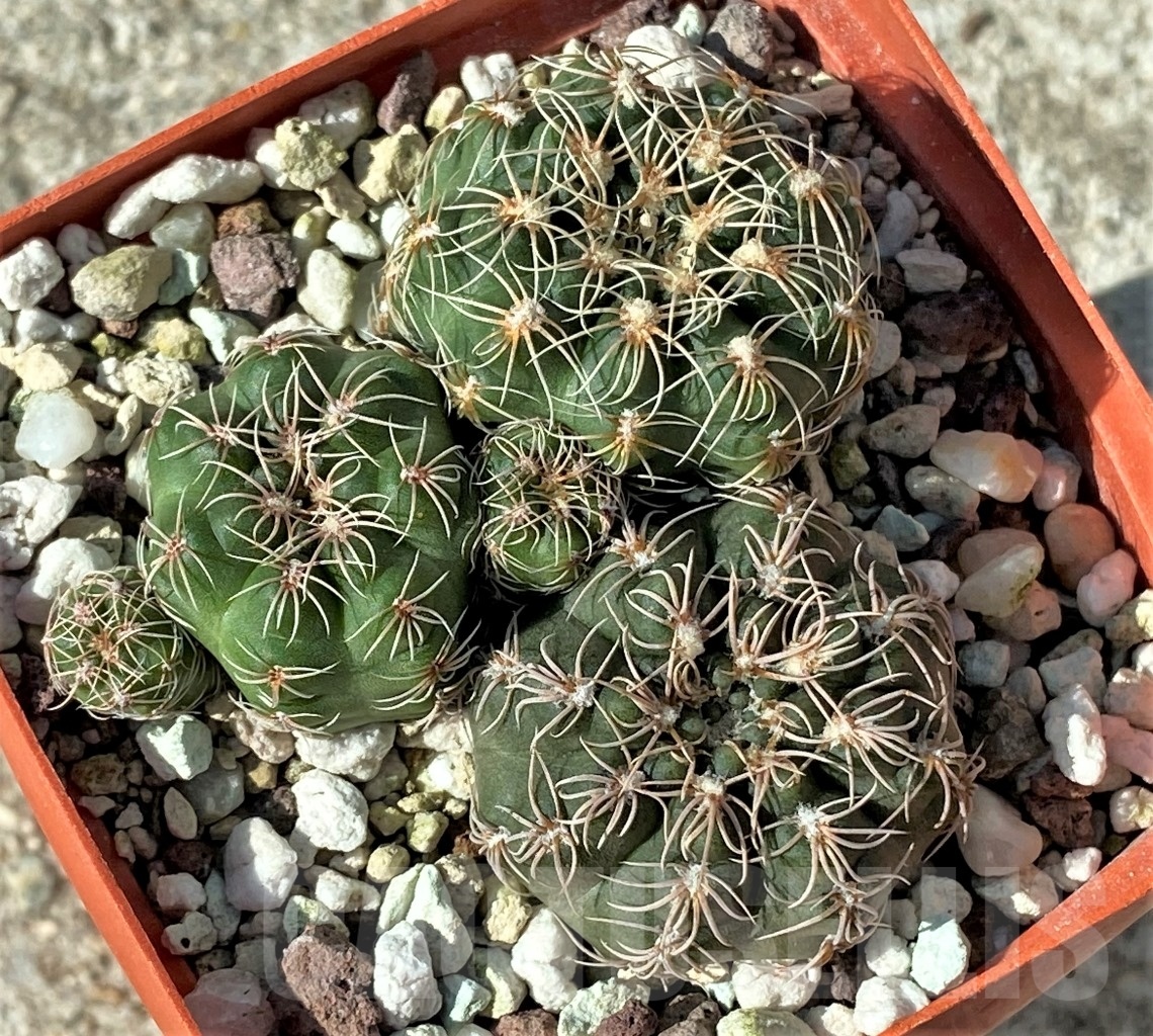 SHPR12135 Gymnocalycium bruchii ssp. matznetteri v. brigittae LF 93 -Argentina, Copina, Córdoba, 1500m- – Bild 2