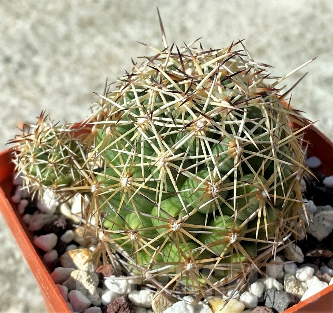 SHPR12136 Coryphantha radians