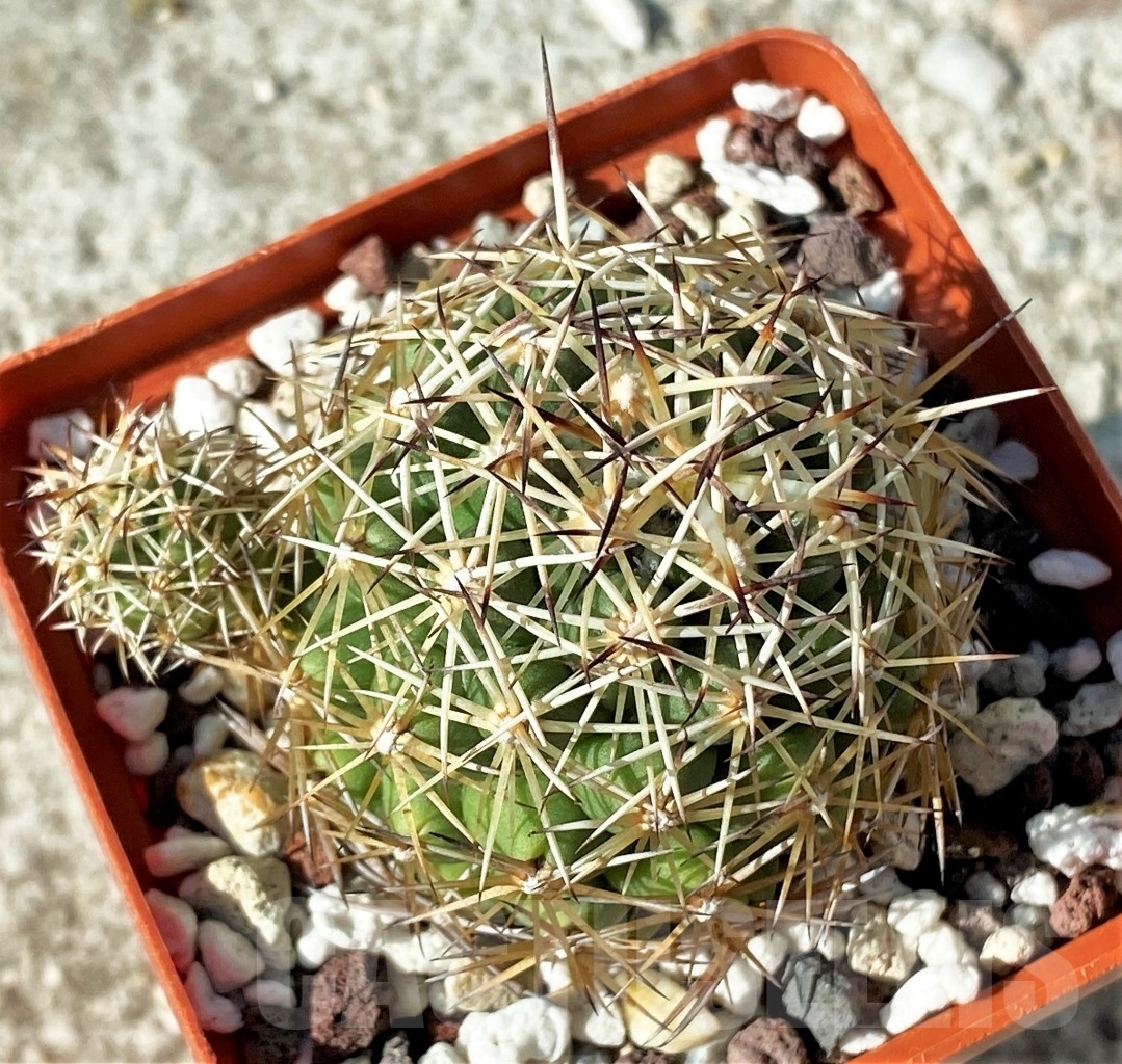 SHPR12136 Coryphantha radians – Bild 2